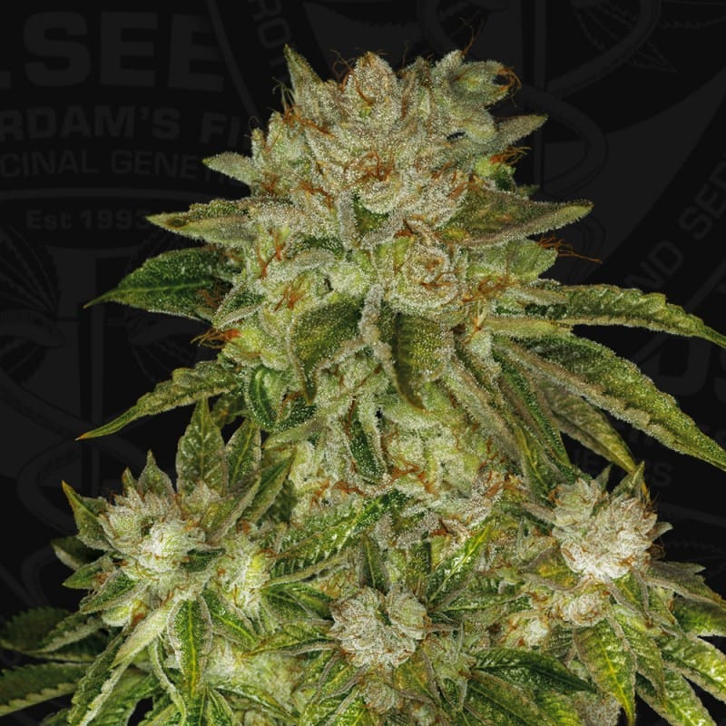 Th Seeds Mk Ultra Feminized Biltong Budz