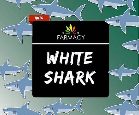 Farmacy Seeds White Shark Fem Autoflower 1 Seed Biltong Budz