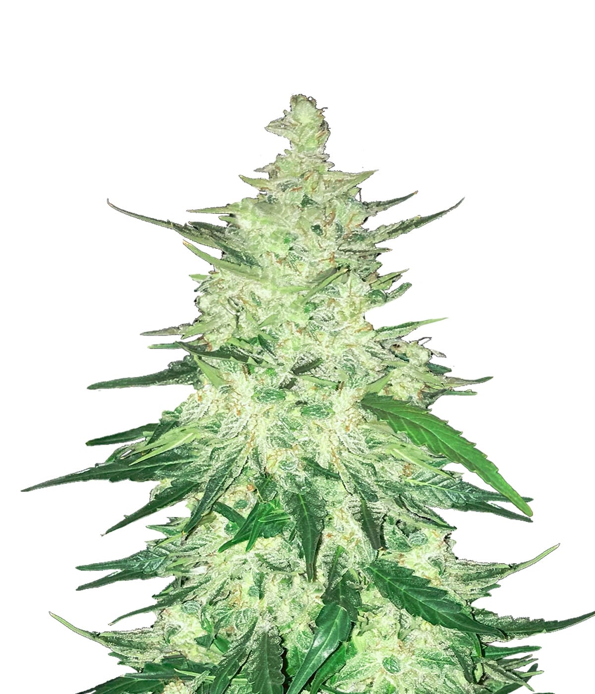 Fast Buds - Crack CBD [Fem Autoflower] 3 Seeds | Biltong & Budz