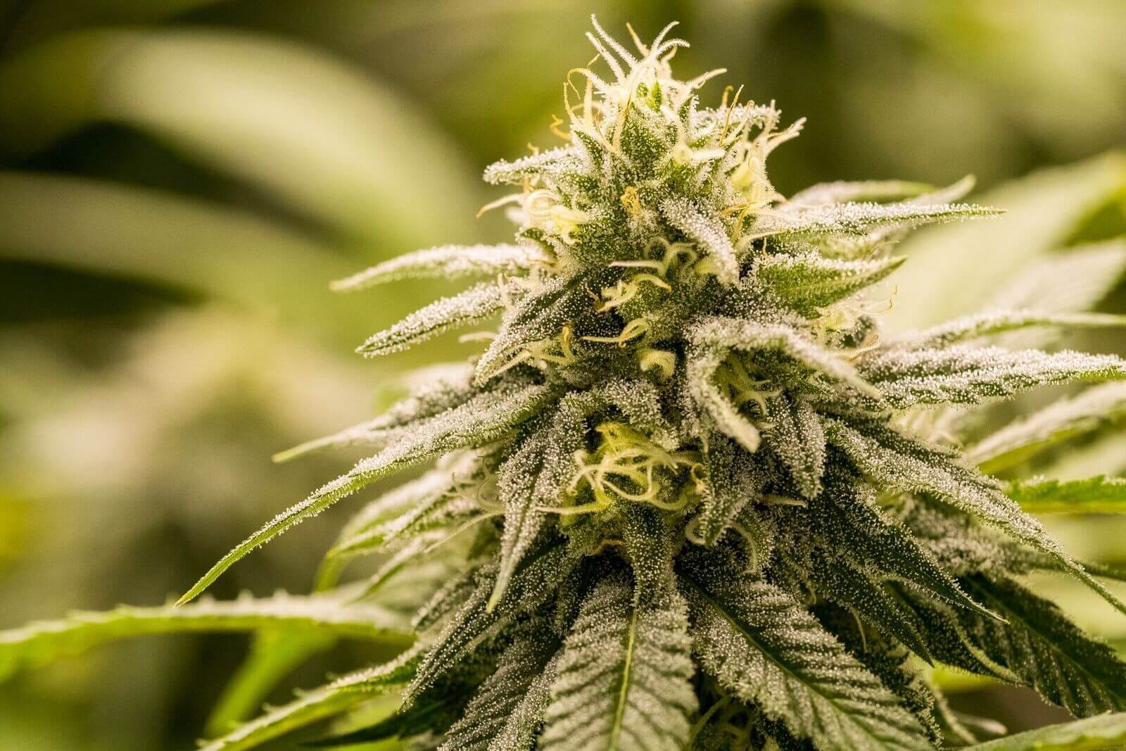 G13 Genius [Feminized] - 8 Seeds | Biltong & Budz