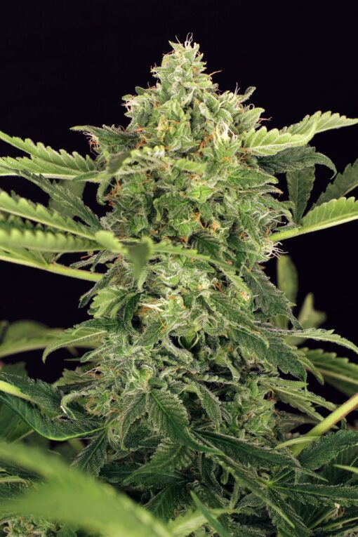 Exotic Seeds - Mango Cream [Fem Autoflower] - 3 Seeds | Biltong & Budz