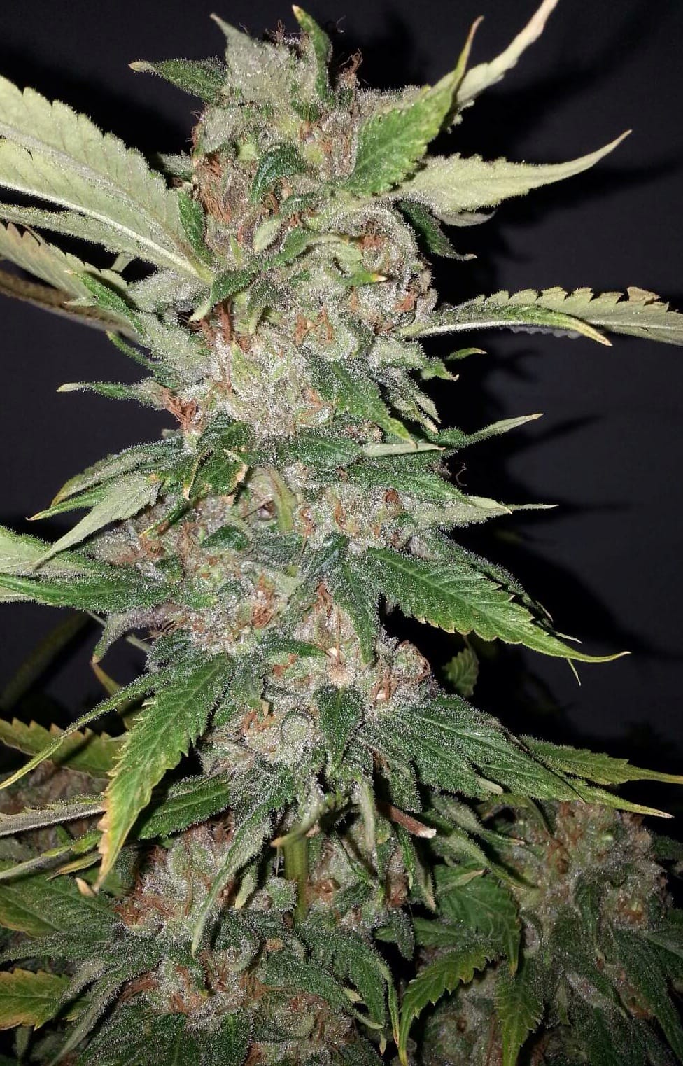 Purple Crack [Feminized] - 6 Seeds | Biltong & Budz