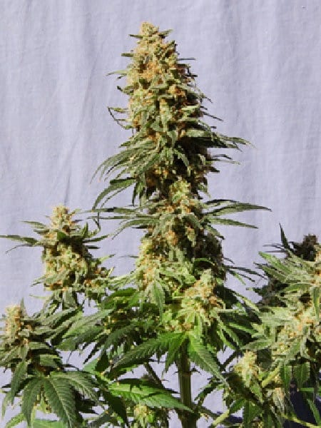 White Domina [Feminized] - 3 Seeds - Biltong and Budz