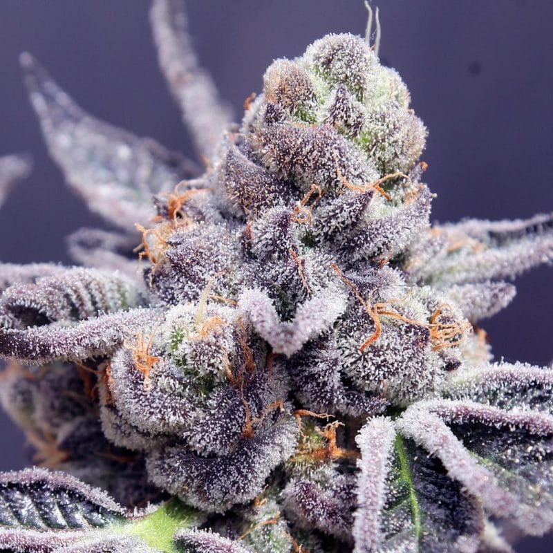 In House Genetics - Platinum Jelly [Feminized] - 12 Seeds - Biltong And ...