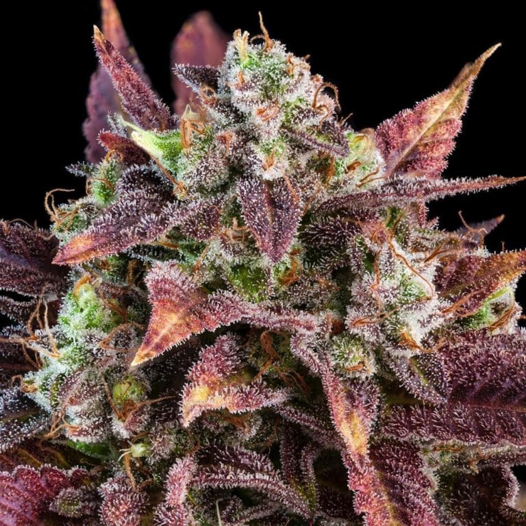 Glue 98 (Gorilla Glue x Bubba Pre 98) x Purple Punch [Feminized] - 3 ...