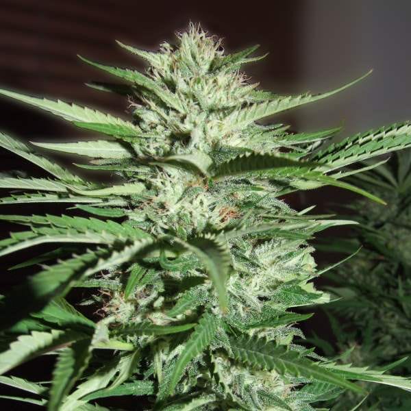 Pineapple Express [Feminized] - 5 Seeds - Biltong & Budz