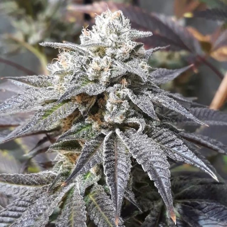 Zombie kush описание