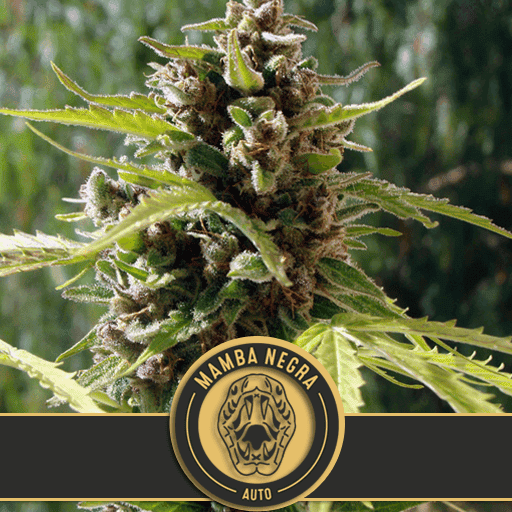 Blimburn – Mamba Negra [Fem Autoflower] – Biltong & Budz