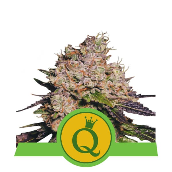 RQS - Purple Queen [Fem Autoflower] - Biltong & Budz