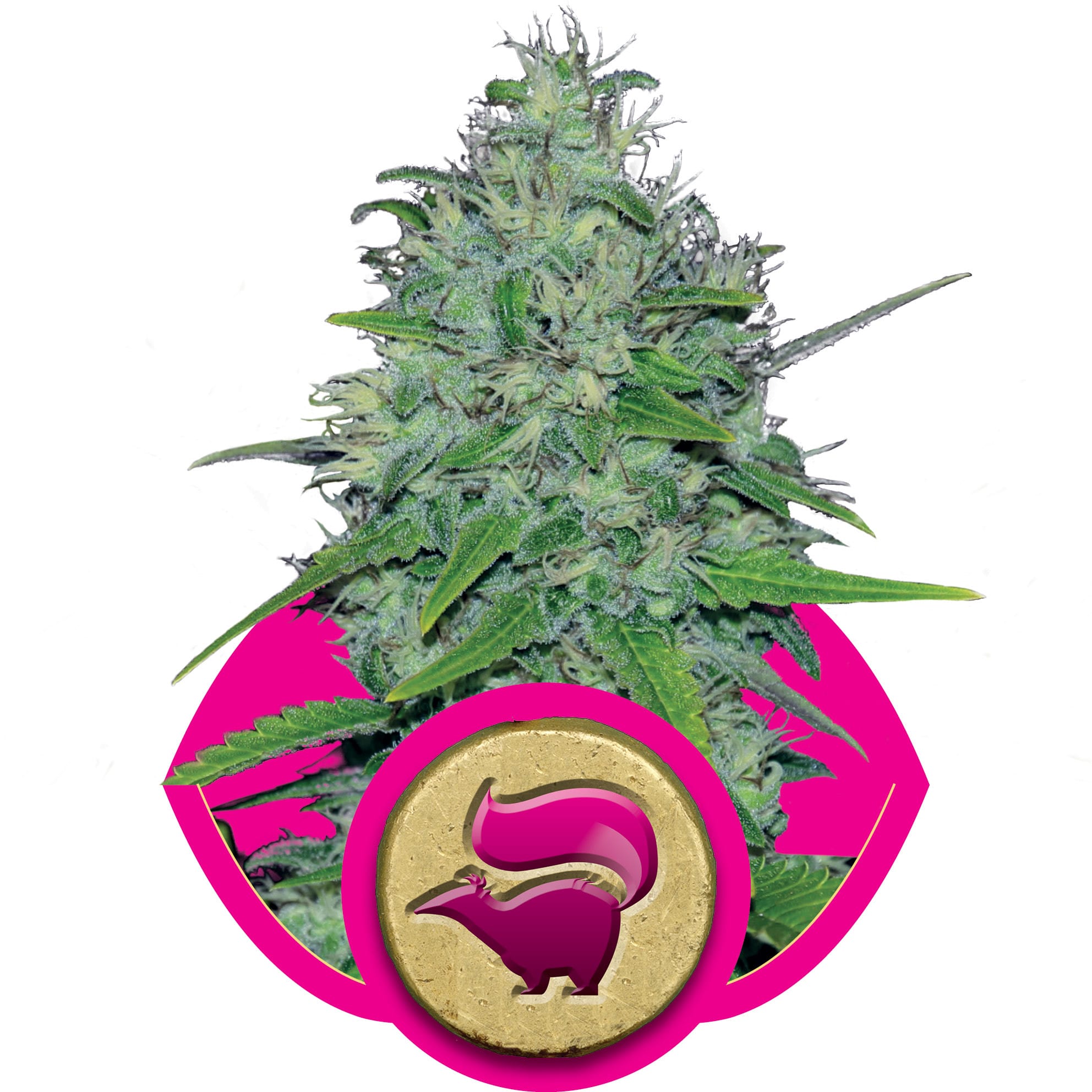 RQS - Skunk XL [Feminized] | Biltong & Budz