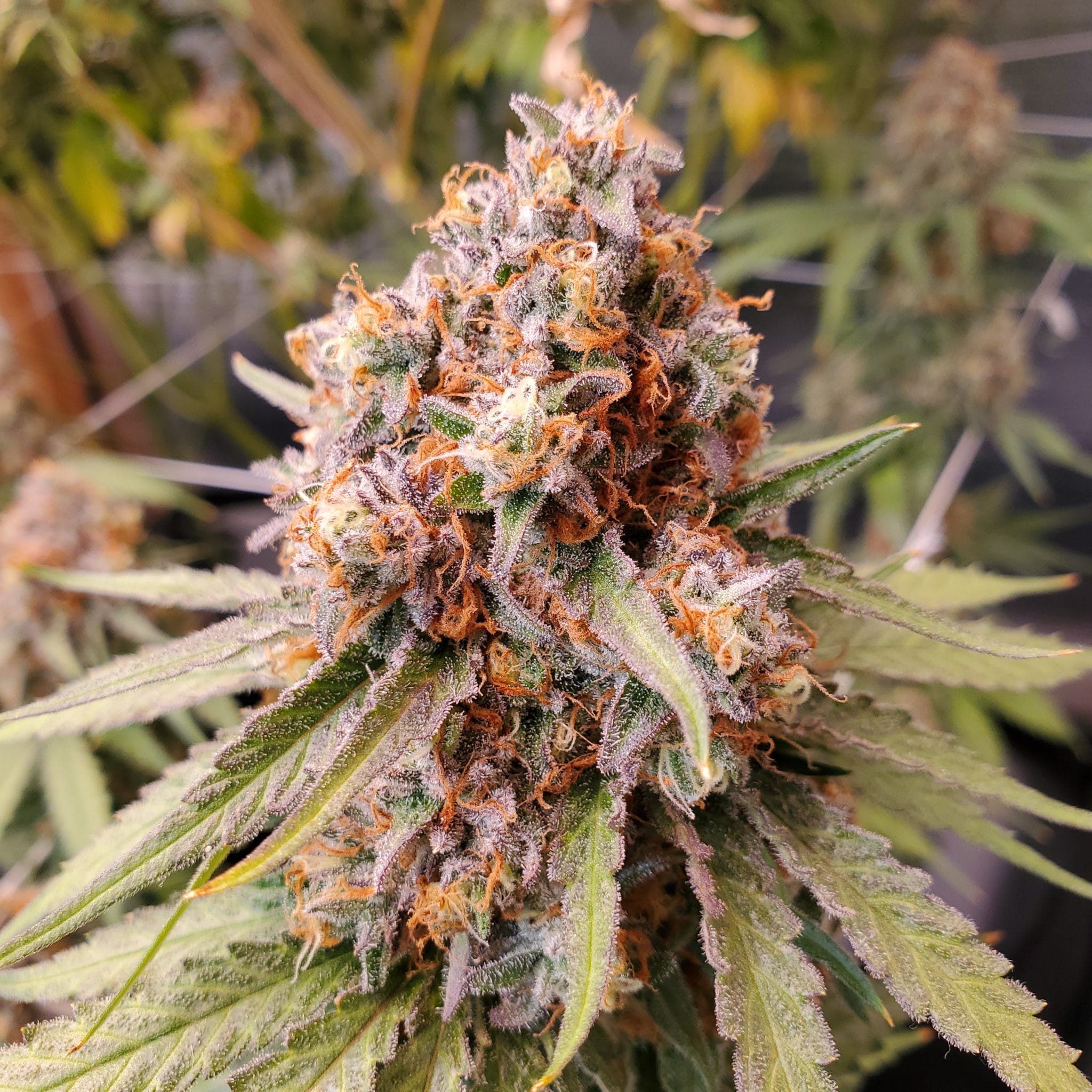 BC Bud Depot - God's Gift [Feminized] - 6 seeds - Biltong and Budz