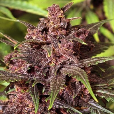 Exotic Seeds - Black Haze [Fem Autoflower] - 3 seeds - Biltong & Budz