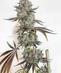 In House Genetics - Black Cherry Slur-P [Regular] - 10 seeds | Biltong ...