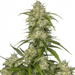 Picture showing the main cola of Fast Buds Sour Jealousy Autoflower