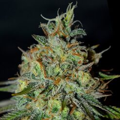 Pictures of the strain G13 Labs - Picante, showing the flower