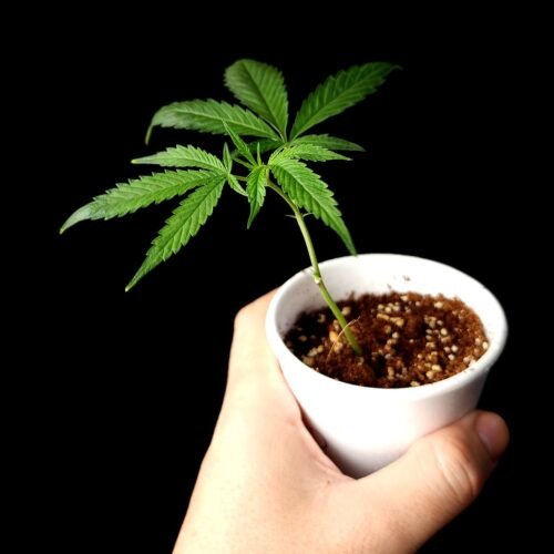 Is It Still Safe To Buy Clones In South Africa?