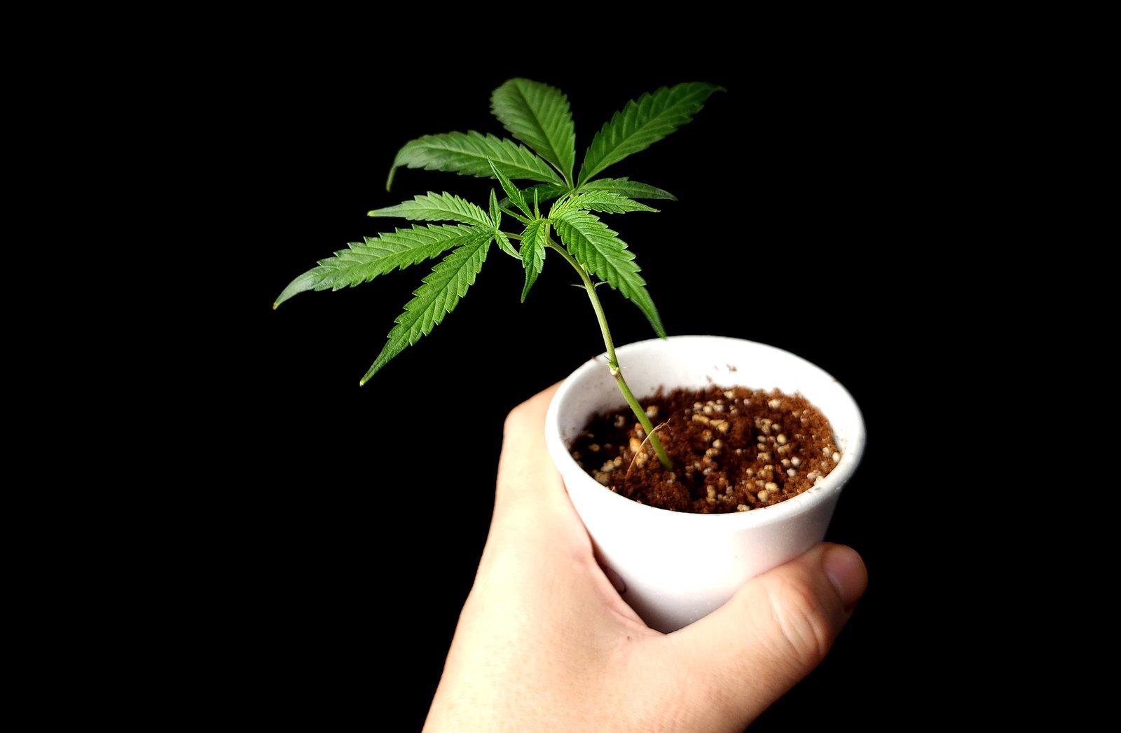 Hand holding small cannabis plant