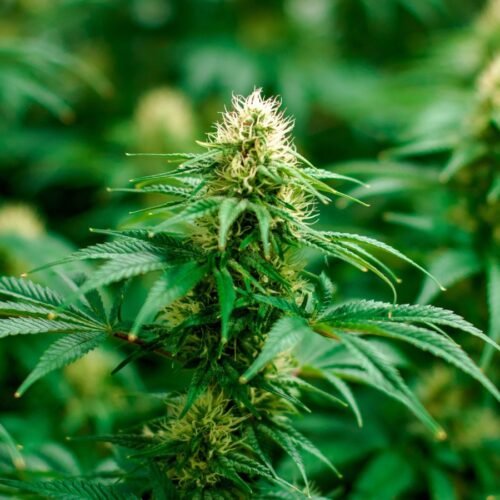 Speak Up For The Future of Dagga Cultivation in South Africa