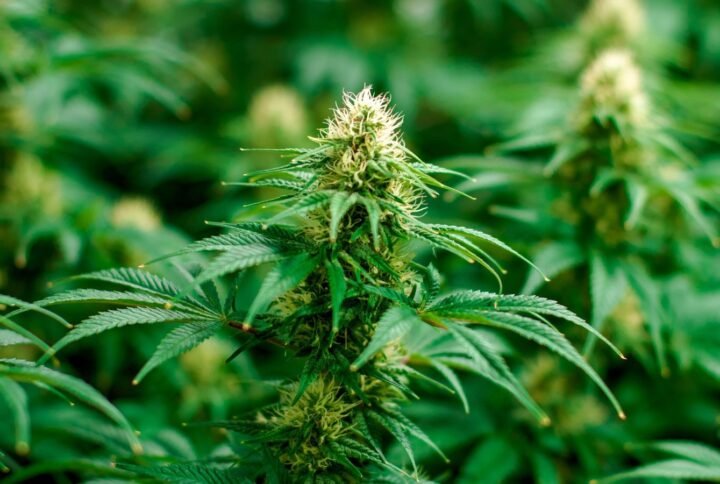 Close-up of cannabis plant buds